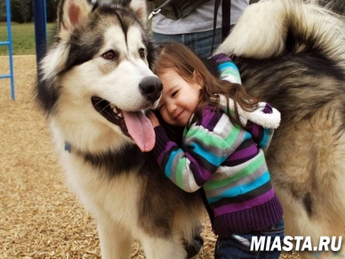 Ученые выяснили, почему собаку полезно заводить в детстве