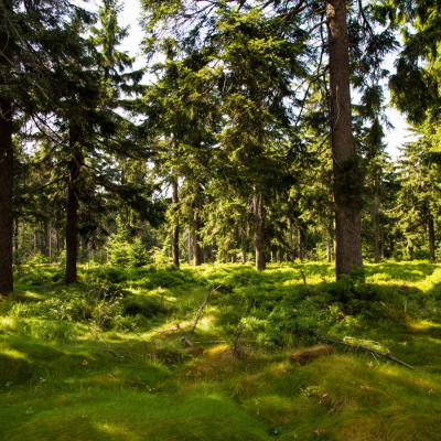 «Лесную амнистию» продлили ещё на 3 года