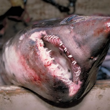 Мужчина принес в супермаркет живую акулу и попытался ее продать